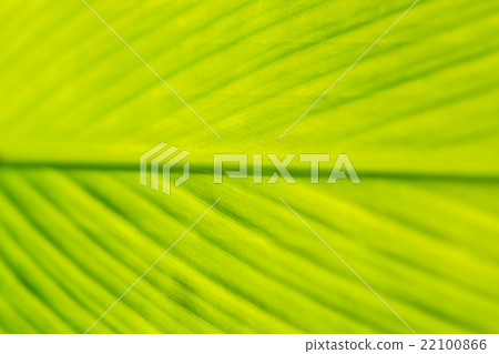 Leaf texture abstract background Leaf texture abstract background 22100866