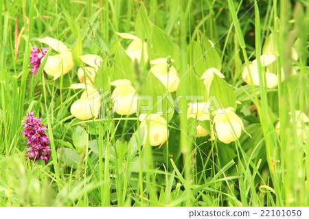 Atsumorisou 22101050