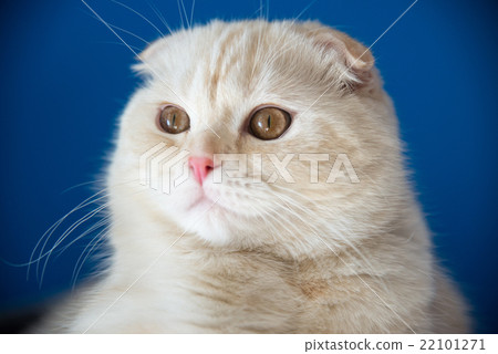 Portrait of Scottish Fold 5 months of age 22101271