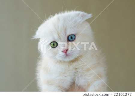 Portrait of cat with different eyes - blue and Portrait of cat with different eyes - blue and 22101272