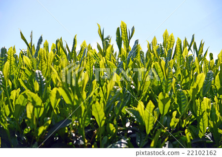 Tea plantation 22102162