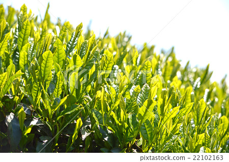 Tea plantation 22102163