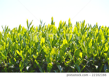 Tea plantation 22102166