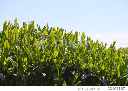 Tea plantation 22102167