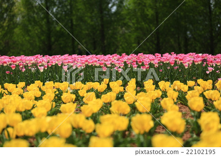 Cutting field 992 22102195