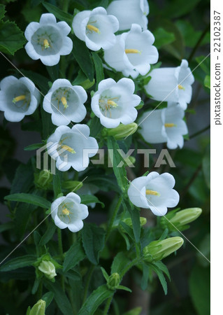 Fish bellflower aka Campanula Flower language is "thank you heart" Fish bellflower aka Campanula Flower language is "thank you heart" 22102387