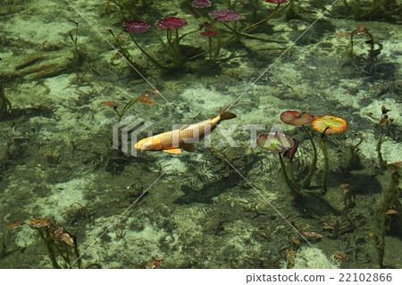 Pond of monet 22102866