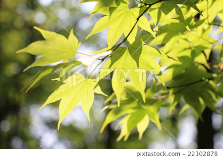 Miyako Takiyama Nature Park Maple 22102878