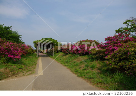 杜鵑花的杜鵑花在奧卡公園 22103236