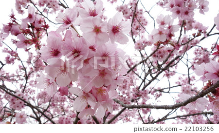 Cherry Blossoms	 22103256