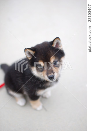 Cute black shiba puppy 22103407