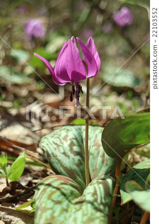 Muscular purple 22103552