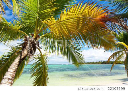 Calm palm on caribbean sea 22103699