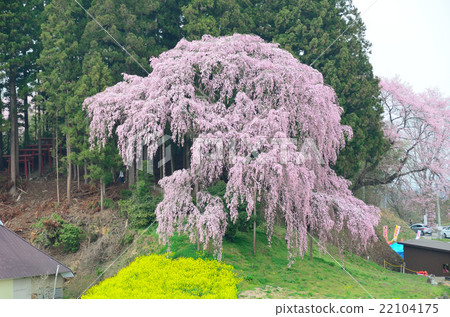 Weeping cherry blossoms at the battlefield - 2016 Spring 22104175