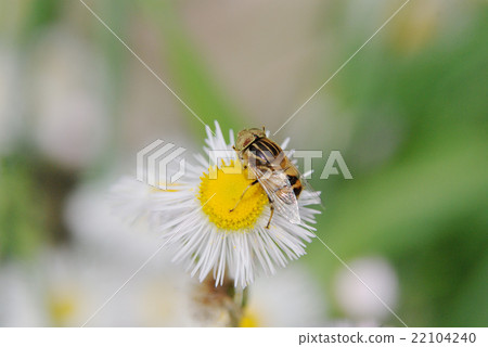 Kigoshishana 22104240