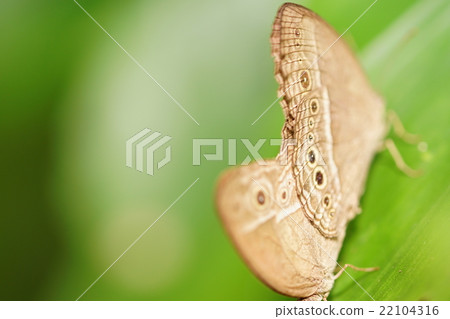 Mating 22104316