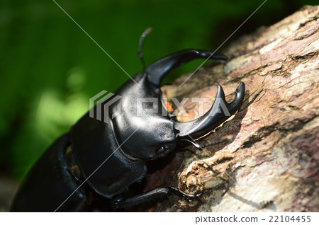 On the bark of the domestic Okuwagata forest On the bark of the domestic Okuwagata forest 22104455