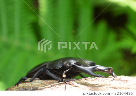On the bark of the domestic Okuwagata forest 22104456
