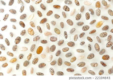 Chia seed 22104643