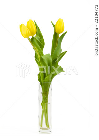 spring yellow tulips spring yellow tulips 22104772