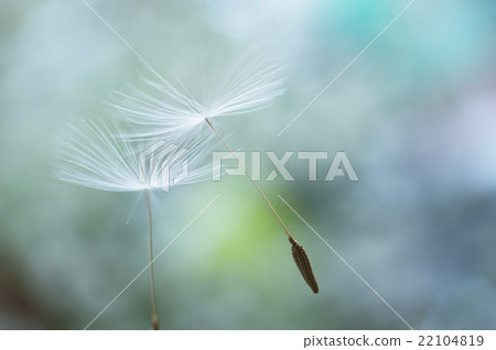 起毛 起毛 22104819