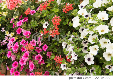 Colorful petunia flowers close up Colorful petunia flowers close up 22105029