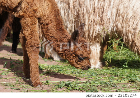 Alpaca Alpaca 22105274