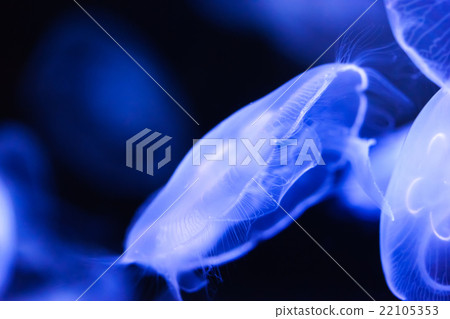 Fantastic jellyfish　 22105353