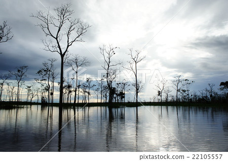 The Amazon River 22105557