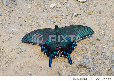 Crow bean jelly while absorbing water 22105636