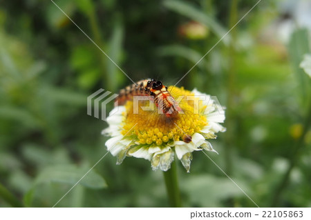 台灣Kidukuga的幼蟲 台灣Kidukuga的幼蟲 22105863