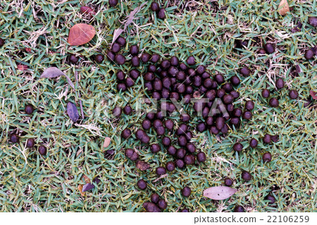 Feces of deer on the grass. 22106259