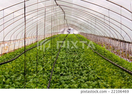Agriculture farm of strawberry field. 22106469