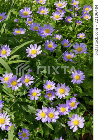 Miyako Wasure: Miyako Miyako Wasure: Miyako 22106484