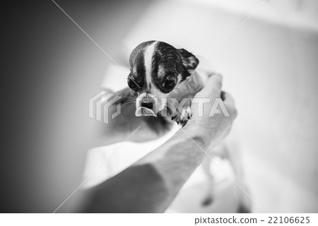 Puppy Chihuahua take a bath with soap 22106625
