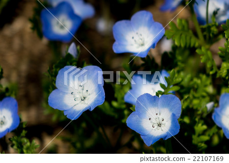 Nemophila·Inigny Blue 22107169