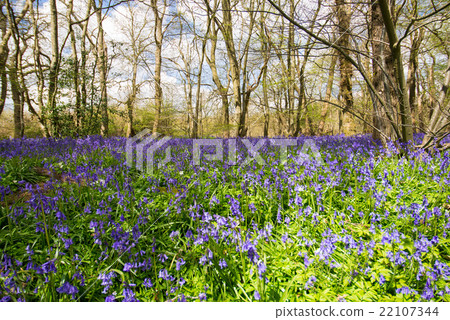 A group of blue bells 22107344
