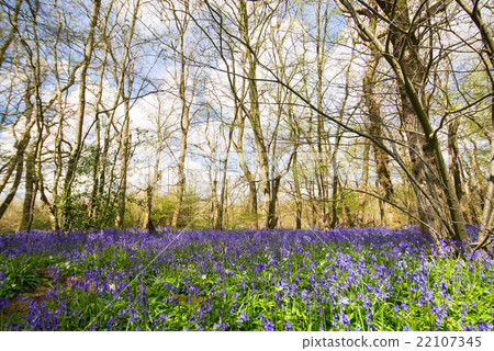 一組藍色的鐘聲 一組藍色的鐘聲 22107345