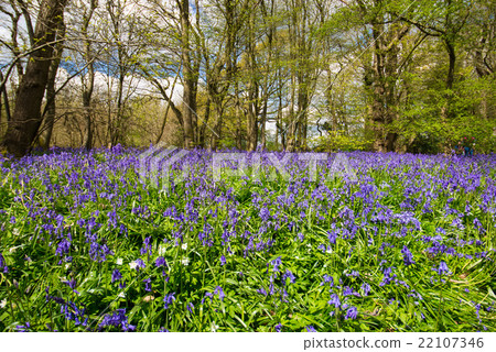 A group of blue bells 22107346