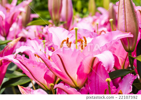 盛開的香水百合花 盛開的香水百合花 22107392