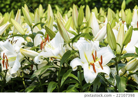 Perfume cheap lily flower