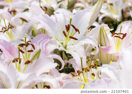 盛開的香水百合花 照片素材 圖片 圖庫