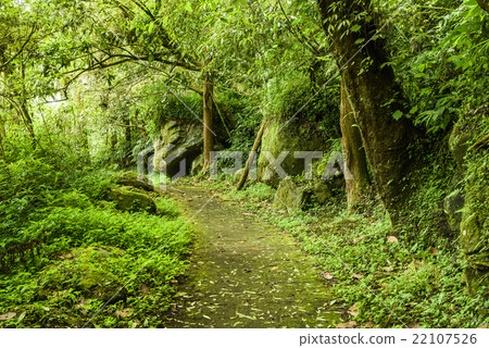 Trail in the forest Trail in the forest 22107526