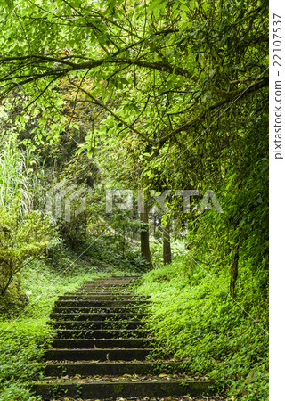 Trail in the forest Trail in the forest 22107537