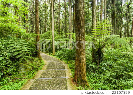 Trail in the forest 22107539