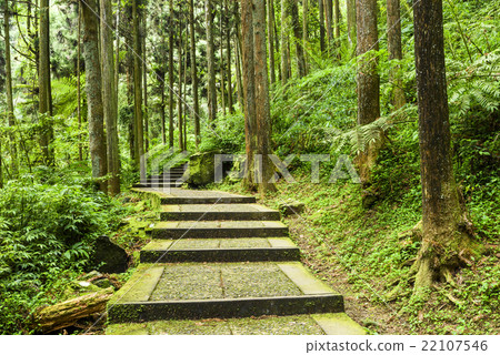 Trail in the forest 22107546