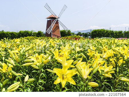 Blooming perfume lily Blooming perfume lily 22107564