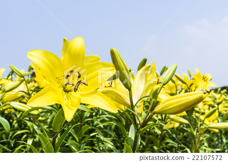 盛開的香水百合花 盛開的香水百合花 22107572