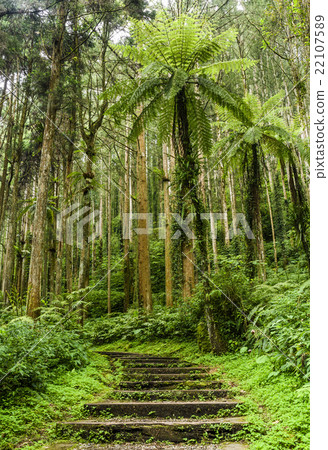 Trail in the forest 22107589