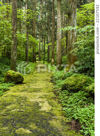 Trail in the forest Trail in the forest 22107592